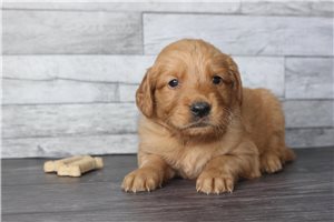 Baye - Golden Retriever for sale