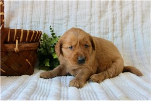 Sadie - puppy for sale