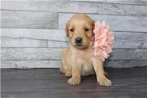 Pearl - Golden Retriever for sale