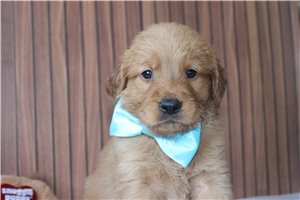 Baye - Golden Retriever for sale