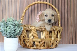 Pearl - puppy for sale