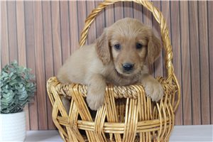 Raye - Golden Retriever for sale