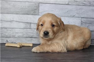 Sunny - puppy for sale