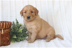 Willow - puppy for sale