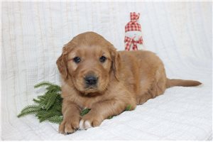 Curry - Golden Retriever for sale