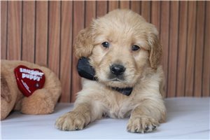 Sunny - Golden Retriever for sale