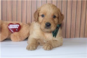 Raye - Golden Retriever for sale