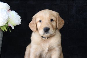 Oakley - Golden Retriever for sale