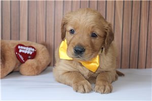 Dune - Golden Retriever for sale