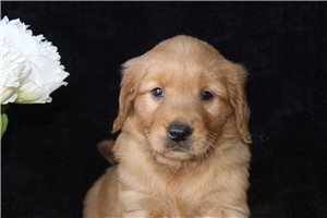 Daisy - puppy for sale