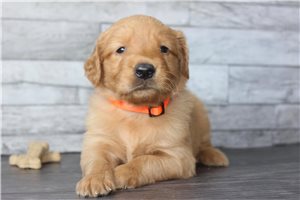 Finn - puppy for sale