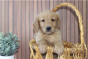 Finn - puppy for sale