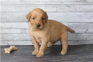 Raye - puppy for sale