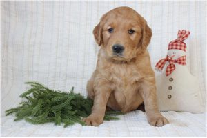 Jade - Golden Retriever for sale