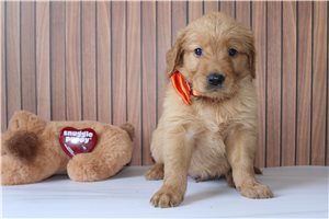 Finn - Golden Retriever for sale