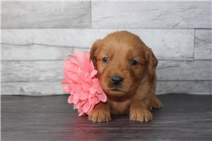 Ember - puppy for sale
