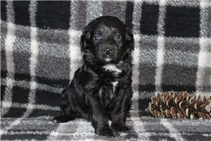 Cocoa - Bernedoodle, Mini for sale