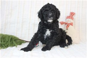Klaus - Bernedoodle, Mini for sale