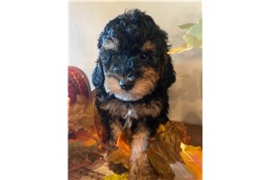 Rango - Poodle, Miniature for sale