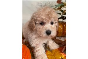 Annie - Poodle, Miniature for sale