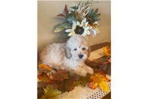 Carson - Poodle, Miniature for sale