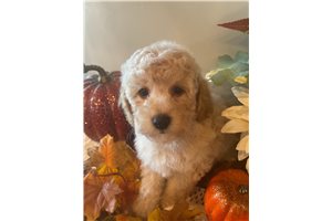 Brooks - Poodle, Miniature for sale