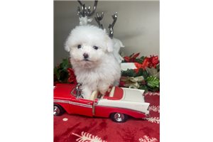 Troy - Poodle, Toy for sale