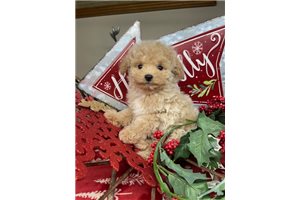 Tate - Toy Poodle for sale