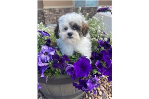 Paxton - Shih-Poo - Shihpoo for sale