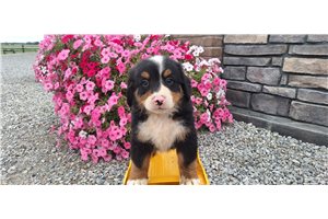 Chipper - puppy for sale