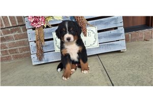 Chuck - puppy for sale