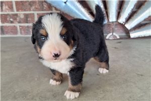 Chris - puppy for sale