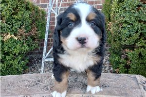 Betsy - puppy for sale