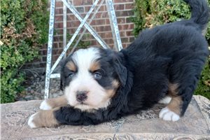 Brentley - puppy for sale
