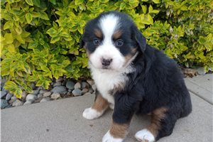 Bernice - puppy for sale