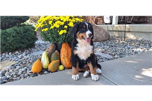 Chanel - Bernese Mountain Dog for sale