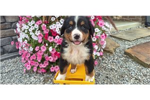 Chance - puppy for sale