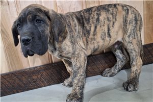 Donatello - Great Dane for sale