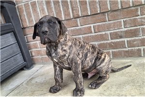 Dexter - puppy for sale