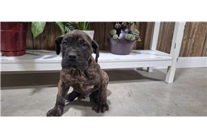 Dudley - puppy for sale