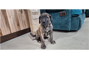 Dylan - puppy for sale