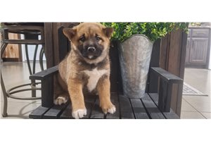 Jenson - puppy for sale