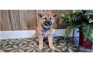 Fallon - Shiba Inu for sale