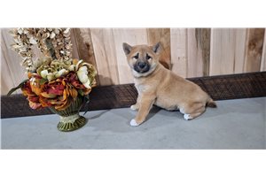 Flicka - Shiba Inu for sale
