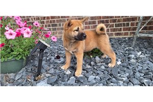 Jessica - Shiba Inu for sale