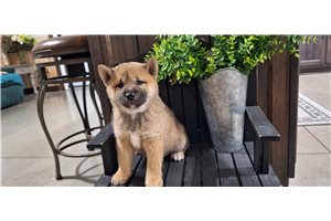 Jaxon - Shiba Inu for sale