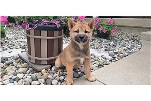 Jaxon - Shiba Inu for sale