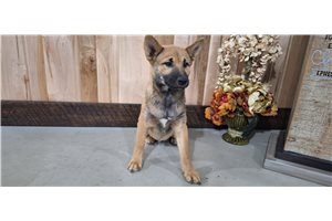 Jeremy - Shiba Inu for sale