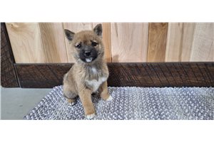 Etta - Shiba Inu for sale