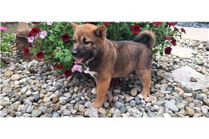 Jenson - Shiba Inu for sale